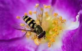 Fleur rose, pétales, insecte, abeille HD Fonds d'écran