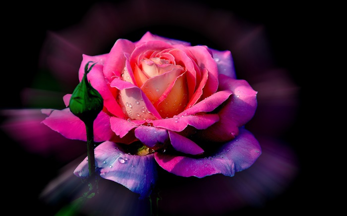 Rose rose fleur, rosée, bourgeon Fonds d'écran, image