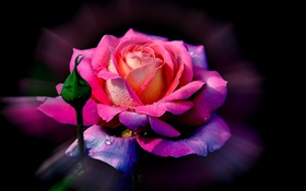 Rose rose fleur, rosée, bourgeon