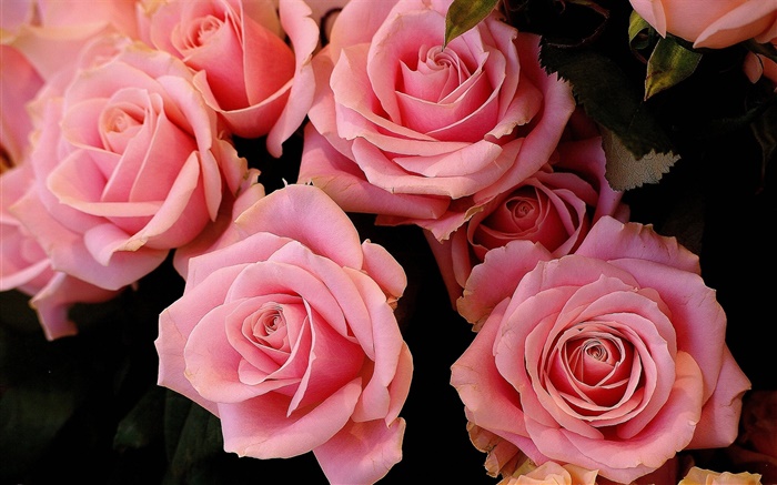 Pink rose fleurs, pétales Fonds d'écran, image