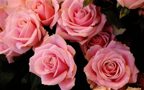 Pink rose fleurs, pétales HD Fonds d'écran