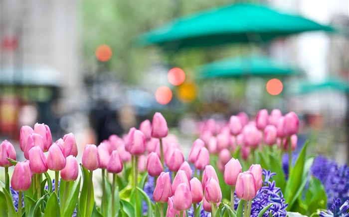 fleurs de tulipes roses, jacinthes bleu, ressort, bokeh Fonds d'écran, image