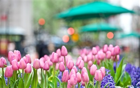 fleurs de tulipes roses, jacinthes bleu, ressort, bokeh HD Fonds d'écran