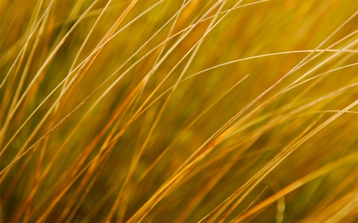 Plante close-up, jaune, herbe, automne Fonds d'écran, image