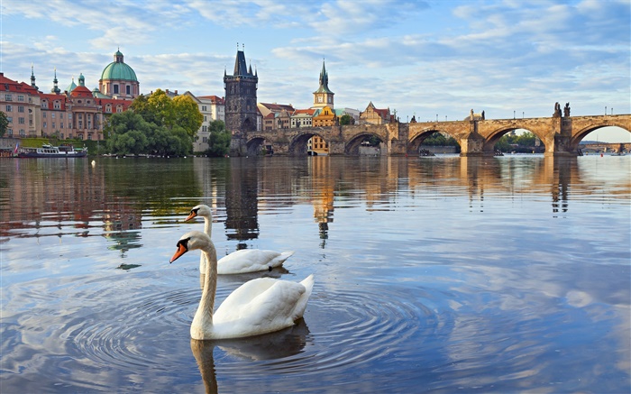 Prague, République tchèque, le pont Charles, maison, rivière Vltava, cygnes Fonds d'écran, image