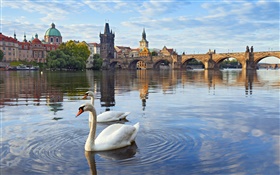 Prague, République tchèque, le pont Charles, maison, rivière Vltava, cygnes HD Fonds d'écran