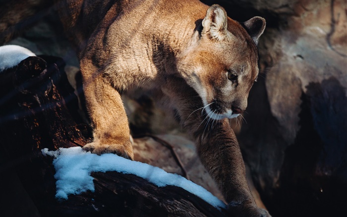 puma, lion de montagne, prédateur Fonds d'écran, image
