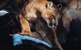 puma, lion de montagne, prédateur HD Fonds d'écran