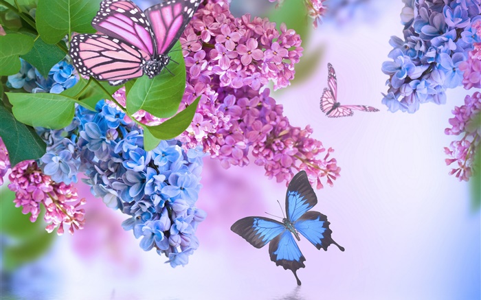 Fleurs, lilas, papillon Fonds d'écran, image