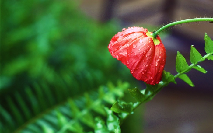 Fleur rouge, après la pluie, gouttes d'eau, des feuilles vertes Fonds d'écran, image