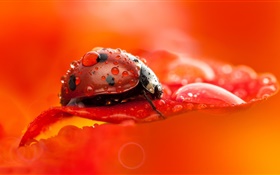 coccinelle rouge, coléoptère, insecte, fleur rouge pétale, rosée, macro photographie HD Fonds d'écran