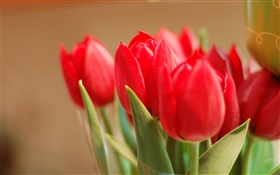 fleurs de tulipes rouges, feuilles, bokeh HD Fonds d'écran