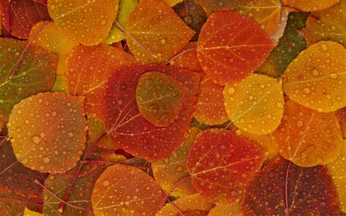 feuilles jaunes rouges, automne, gouttes d'eau Fonds d'écran, image
