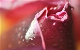 Rose macro photographie, pétales, rose, gouttes d'eau HD Fonds d'écran
