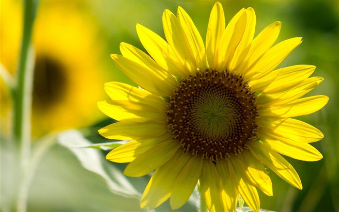 Sunflower close-up, pétales jaunes, bokeh Fonds d'écran, image