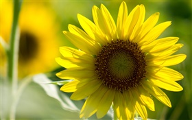 Sunflower close-up, pétales jaunes, bokeh