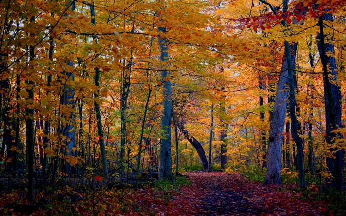 sentier, forêt, arbres, automne, les feuilles jaunes Fonds d'écran, image