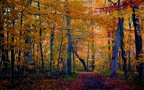 sentier, forêt, arbres, automne, les feuilles jaunes