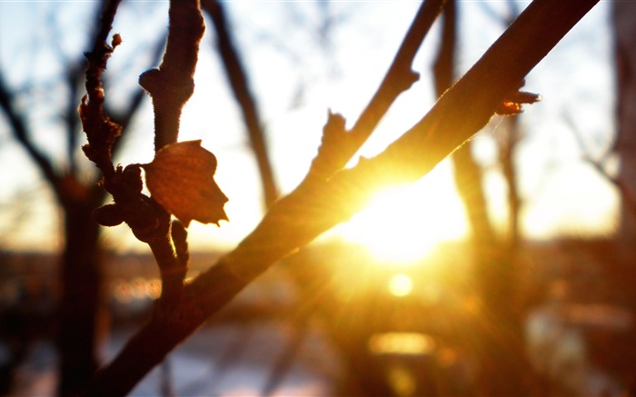 Arbre, branches, feuilles, coucher de soleil, les rayons du soleil, les reflets, automne Fonds d'écran, image
