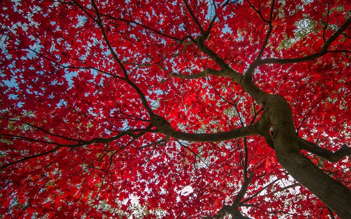 Arbre, feuilles rouges, automne, ciel Fonds d'écran, image
