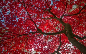 Arbre, feuilles rouges, automne, ciel