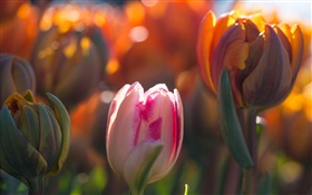 Tulipes fleurs, bourgeons, bokeh, la lumière du soleil