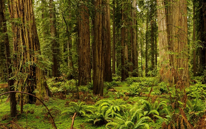 États-Unis, Californie, Redwood National Et Parcs, forêt, arbres Fonds d'écran, image