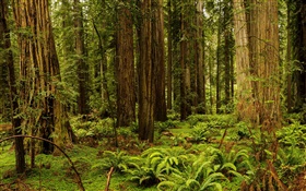 États-Unis, Californie, Redwood National Et Parcs, forêt, arbres HD Fonds d'écran