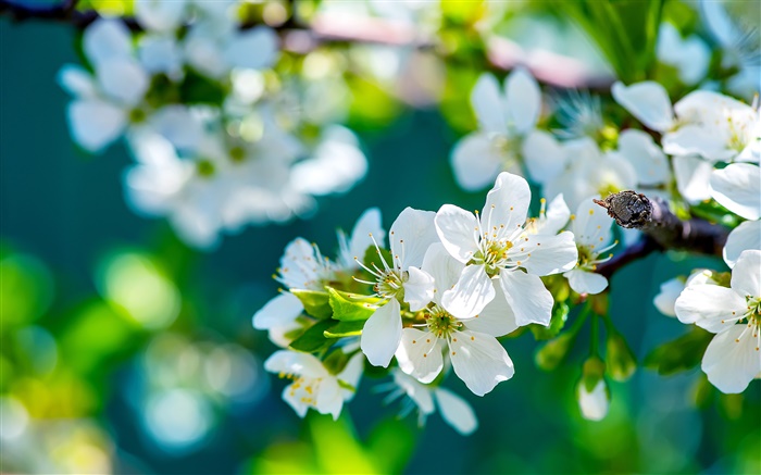 Fleurs blanches de pomme, printemps, ensoleillé Fonds d'écran, image