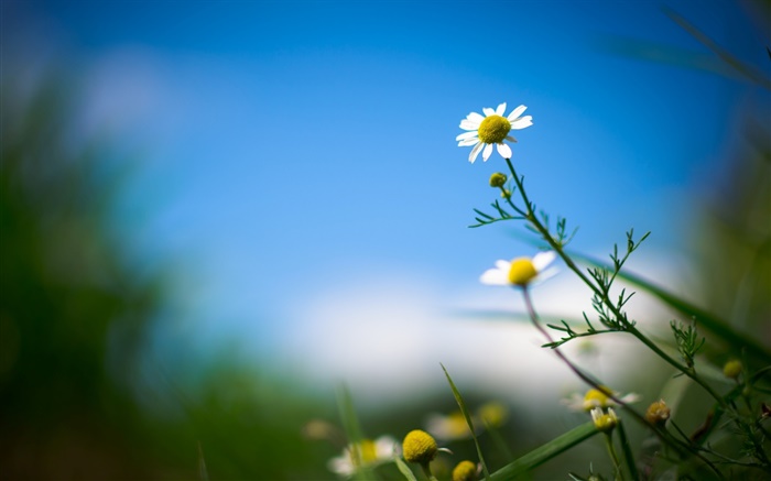 Marguerite blanche, fleur, ciel bleu, fond flou Fonds d'écran, image