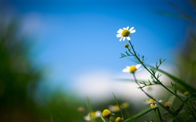 Marguerite blanche, fleur, ciel bleu, fond flou HD Fonds d'écran