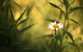 Marguerite blanche fleur, feuille, fond flou HD Fonds d'écran
