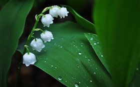 Fleurs blanches, feuilles vertes, des gouttes d'eau HD Fonds d'écran