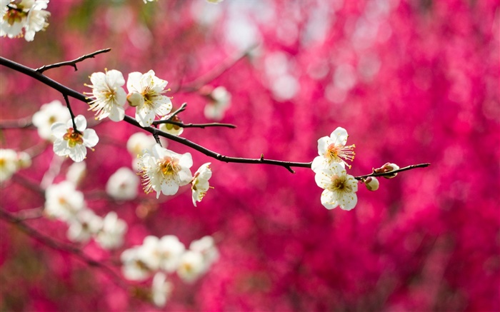 Blanc fleurs de pruniers fleurs, brindilles, printemps, fond rouge Fonds d'écran, image