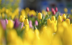 tulipes jaunes, fleurs, ressort, flou