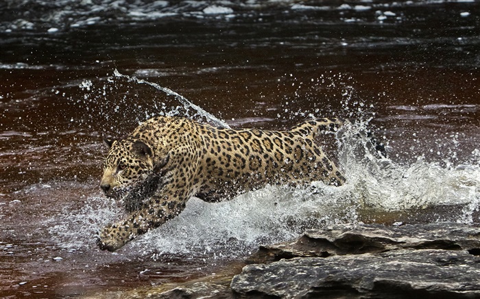 rivière Amazonia, prédateur, jaguar en marche dans l'eau Fonds d'écran, image
