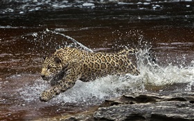 rivière Amazonia, prédateur, jaguar en marche dans l'eau HD Fonds d'écran