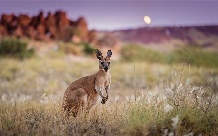 Australie, le kangourou, l'herbe Fonds d'écran, image
