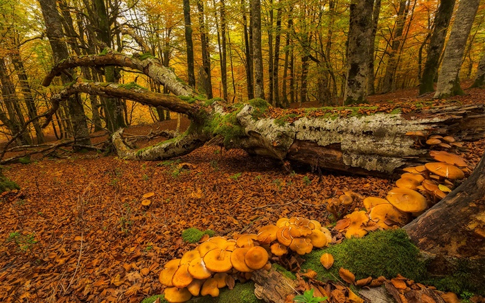 Pays Basque, Espagne, forêt, arbres, champignons, automne Fonds d'écran, image