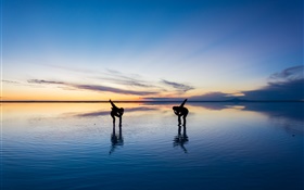 Belle nature, Uyuni Salt Lake, les gens danse, coucher de soleil, le Japon