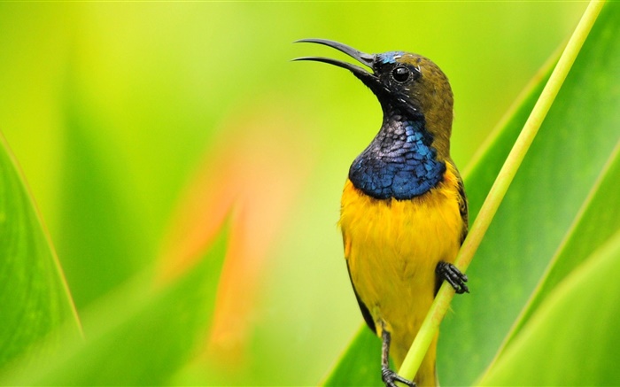 Oiseau close-up, plumes jaunes bleu, fond vert Fonds d'écran, image