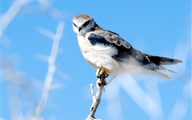 Oiseau close-up, falcon