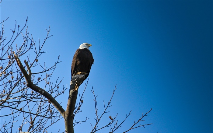 Oiseaux, aigle en arbre, ciel bleu Fonds d'écran, image