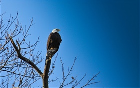 Oiseaux, aigle en arbre, ciel bleu HD Fonds d'écran