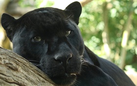 Black panther reste, bokeh HD Fonds d'écran