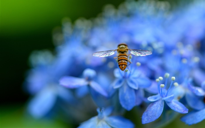 fleurs d'hortensia bleu, insecte, abeille Fonds d'écran, image