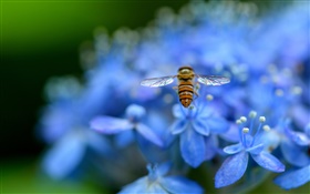 fleurs d'hortensia bleu, insecte, abeille