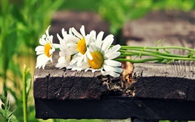 Bouquet de fleurs de camomille blanc HD Fonds d'écran