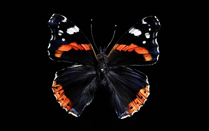 Papillon belles ailes, fond noir Fonds d'écran, image