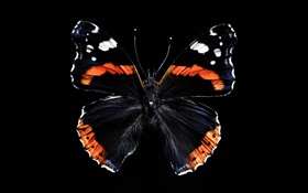 Papillon belles ailes, fond noir